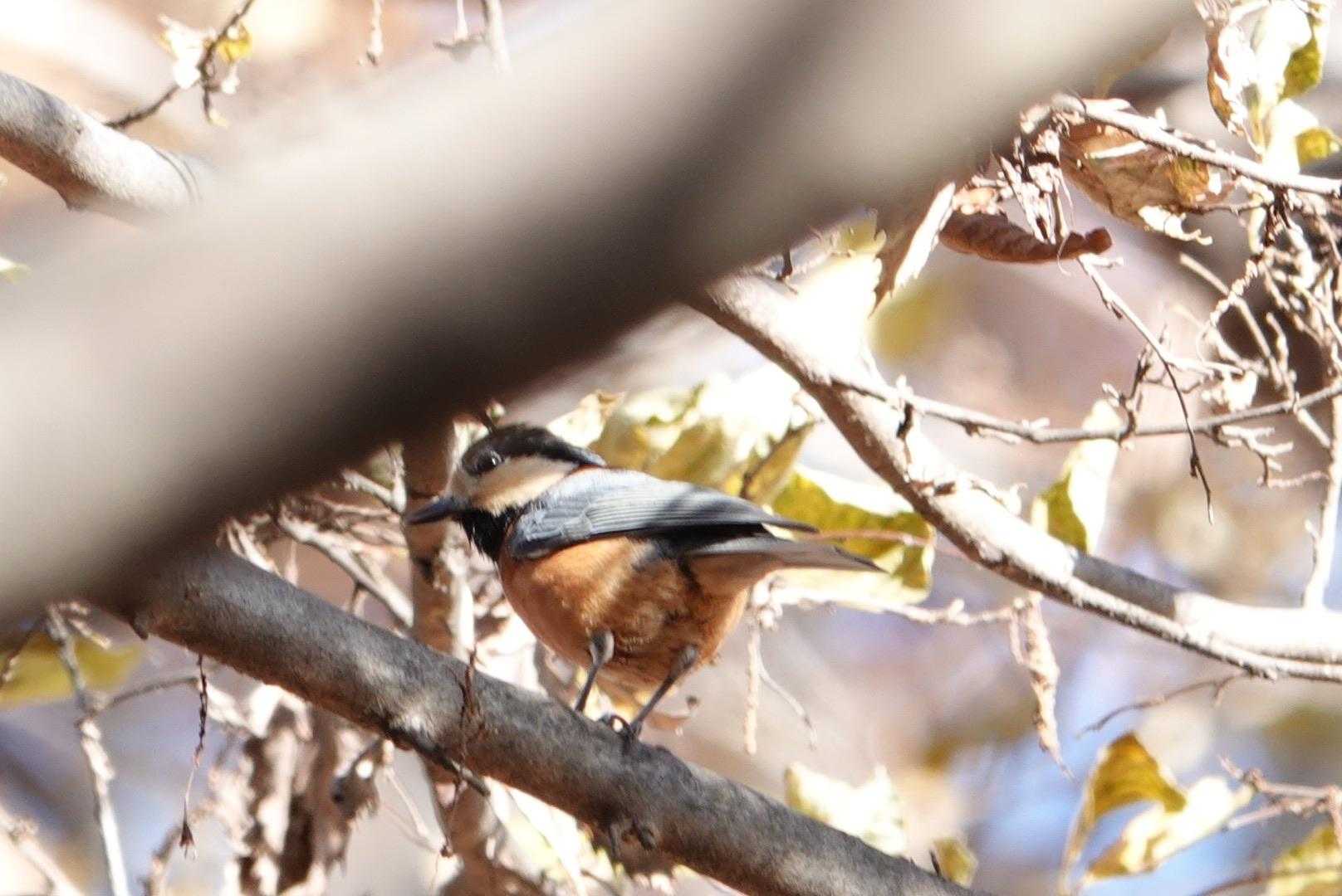 ⑥ヤマガラ