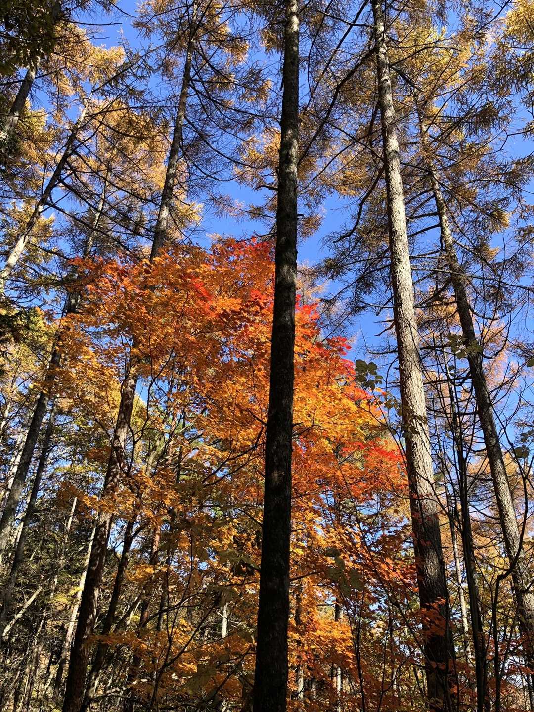 高鳥屋山 往復コースの写真