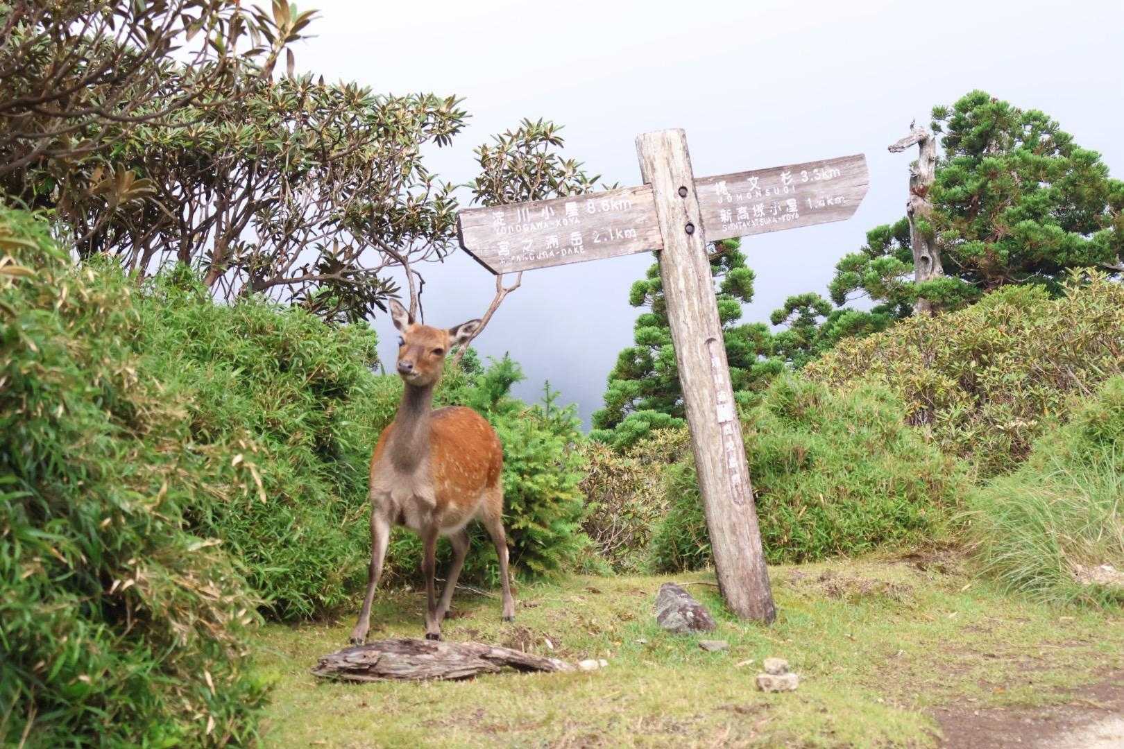 隣を見れば屋久鹿
