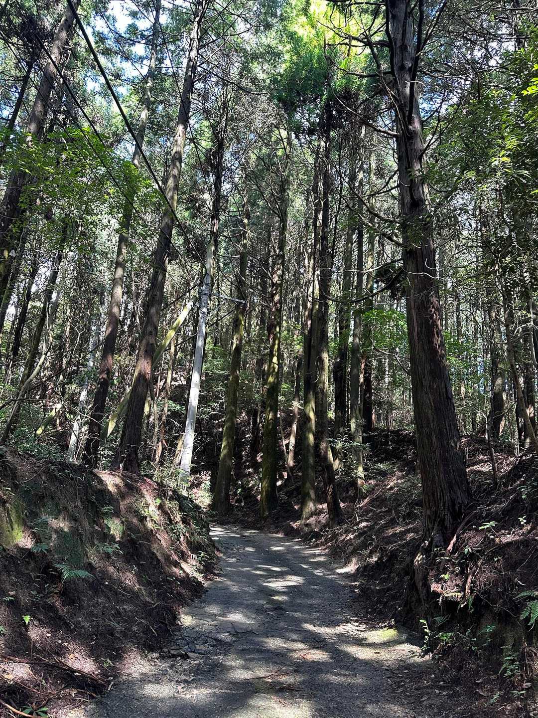 頂上近くまで、ほぼ舗装道路
今日は虫が少ないようです✨