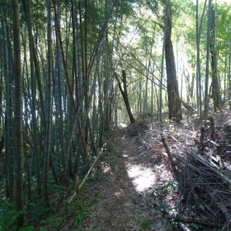 最後のピークへの山道は竹林の中を通って行って