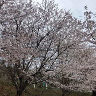 桜並木を少しアップ