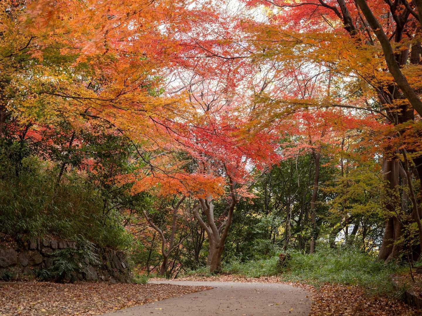 芦屋川駅-七兵衛山-八幡谷登山口-岡本駅 縦走コースの写真