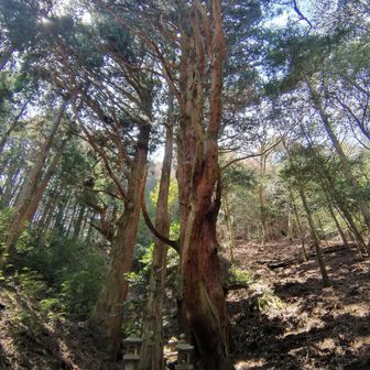分岐の所に御神木🙏
これが竜王神社？