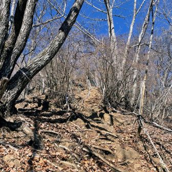 本日ラストの急登💦
こちらもロープあり🙏
