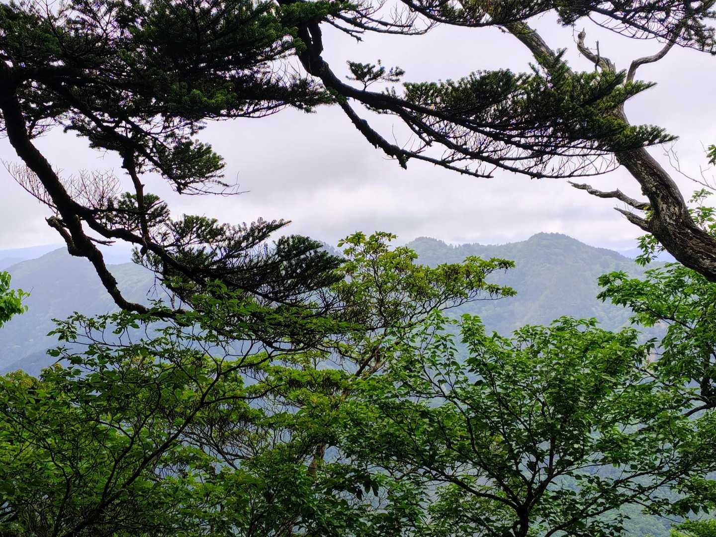 途中木々の隙間に山並みが見えました✨️