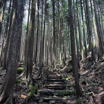 美しいっ✨🌲🌲🌲✨
