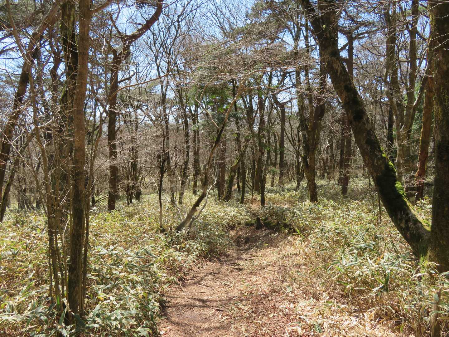 皿ヶ嶺 周回コースの写真