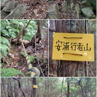 『行者山⛰️の登山道は、行者堂から🛕大変』😖💦
と、思いつつ、周辺、岩🪨だらけの登山道を…🐾

暫く登って行くと…🙄
シダゾーン🌿道

アレレ⁉️🙄
『以前来た時はシダ海🌿だったのに、今回は、明瞭に成ってる✨️
道が、ちゃんと有るよ❗』
と、ビックリ😳
どなたかが、道整備してくれたんだね🙏

そして…🙄
は〜い❤
行者山⛰️山頂✨️

山頂は以前と変わらず🤣展望無しで、道みたいな、私的好きな静かな雑木林山頂🌳