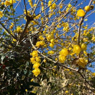 ロウバイも咲いていました🎵