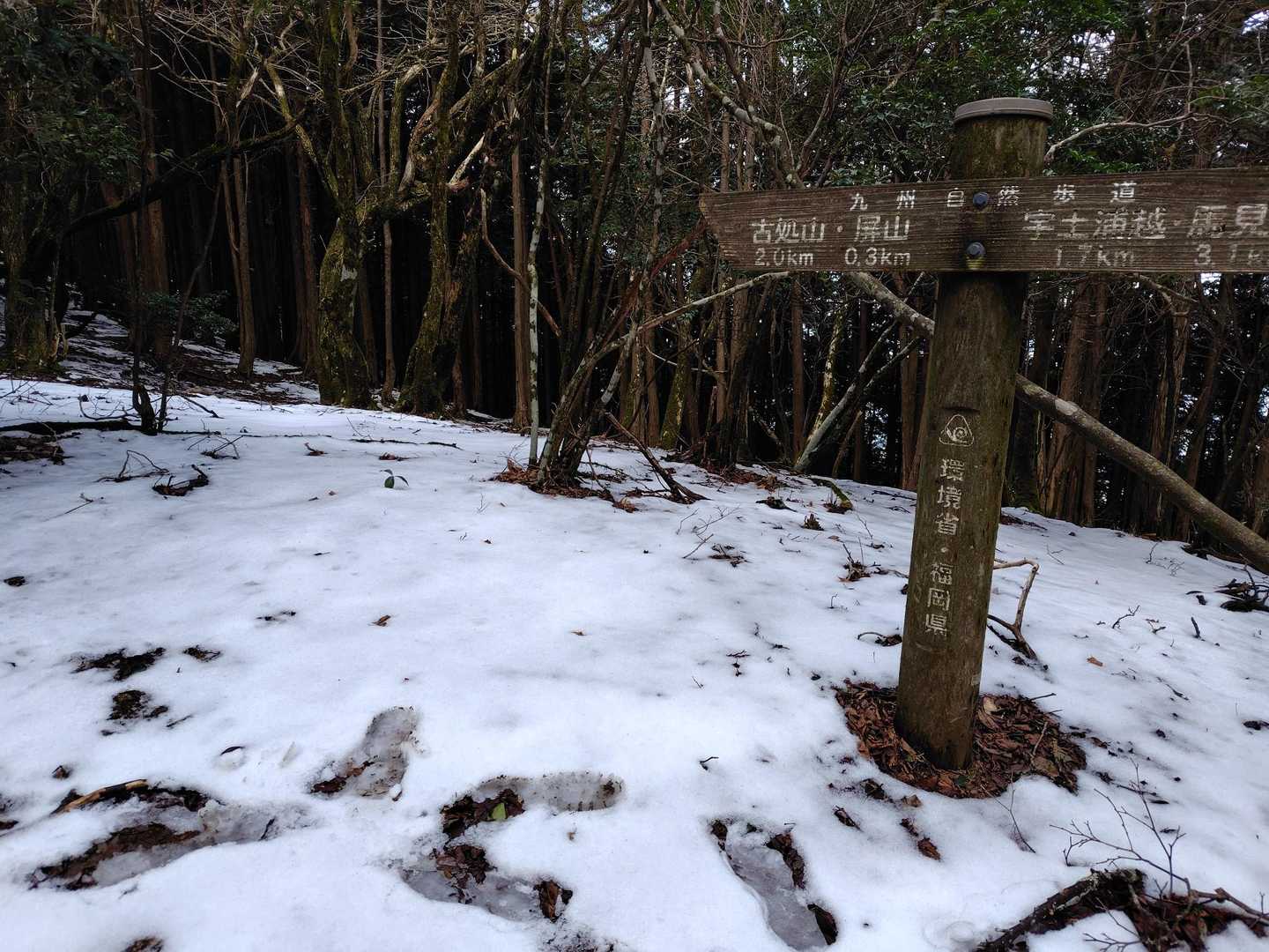 屏山まで300mで、雪、雪。踏み跡たくさん。