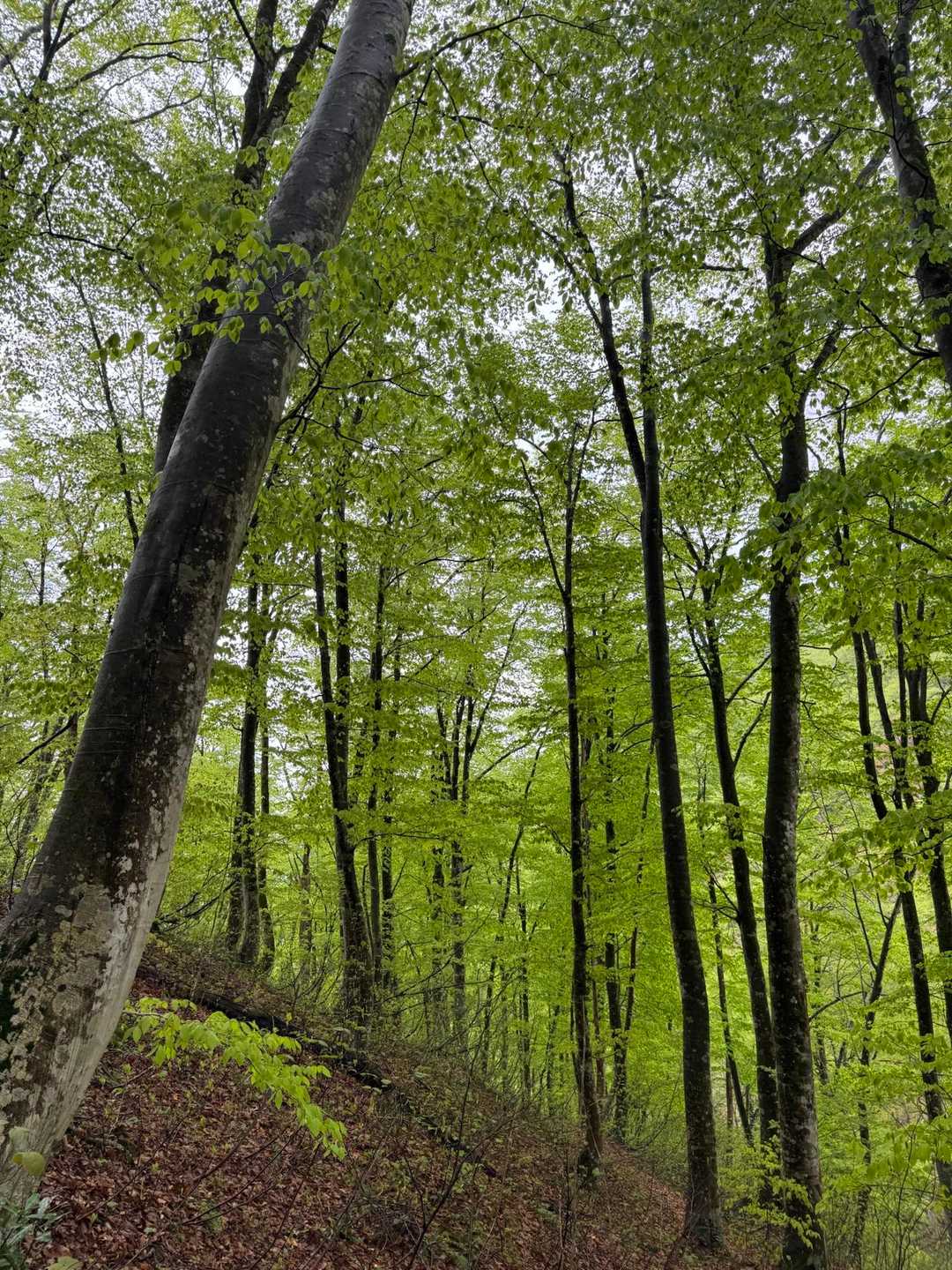 しっとりのブナの森🌳
葉っぱが生き生きしていました！
