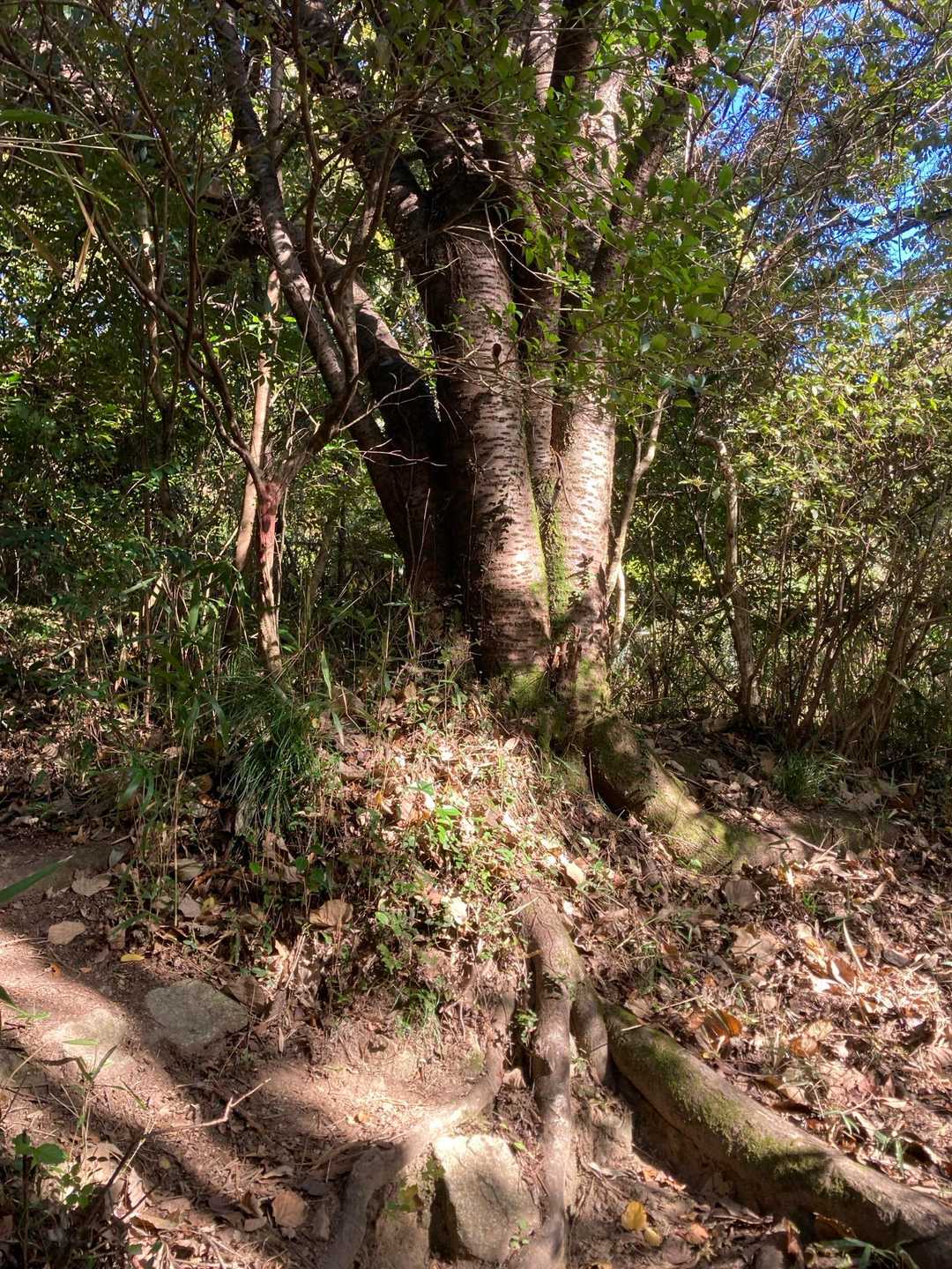 摩耶東谷の取り付きはこの木が目印。
ここを左に。