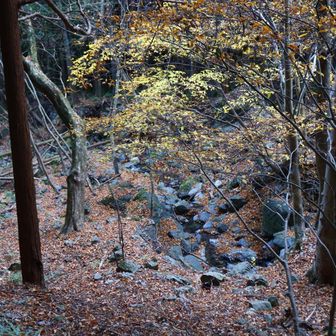 紅葉も、もう終わりです。