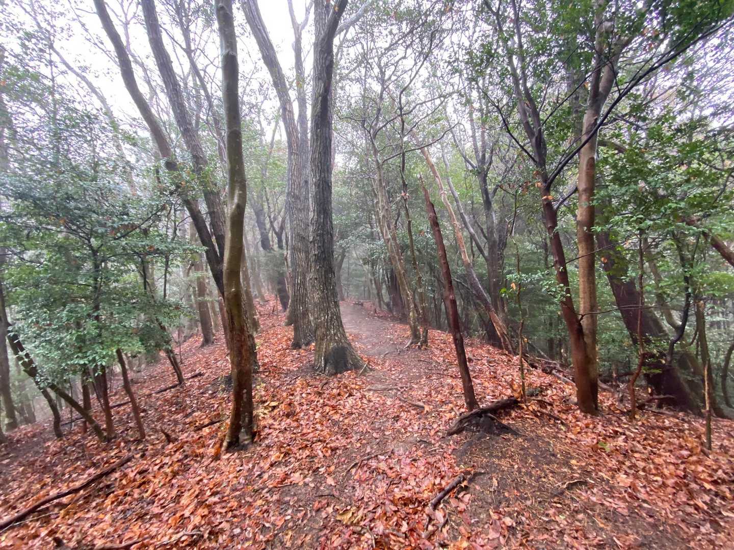 六所山 往復コースの写真