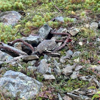 雷鳥がすぐ近くに