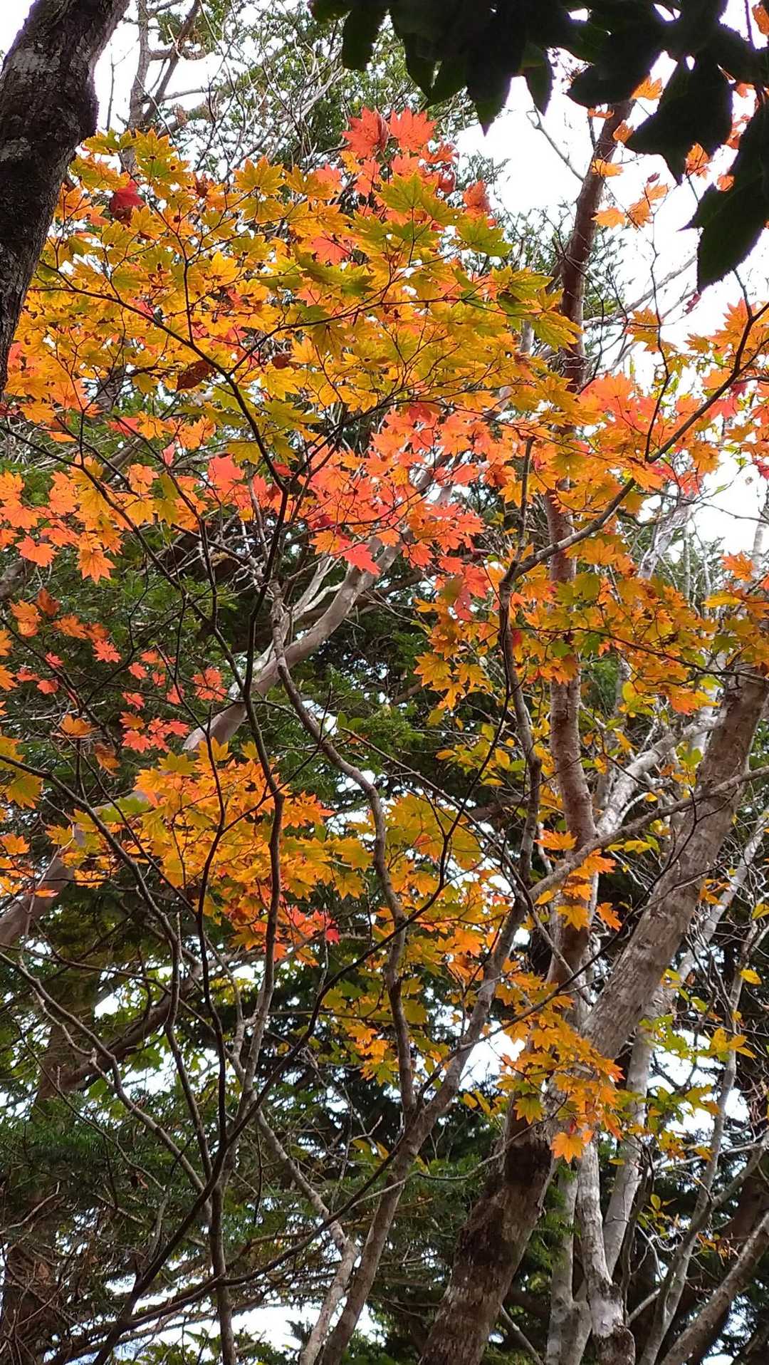 扇平山-ナダクマシロ山-常光寺山 往復コースの写真