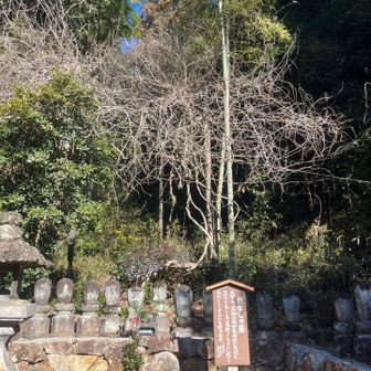 根なしの藤(七不思議5)