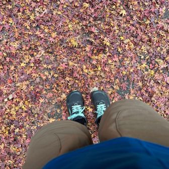 紅葉のじゅうたん