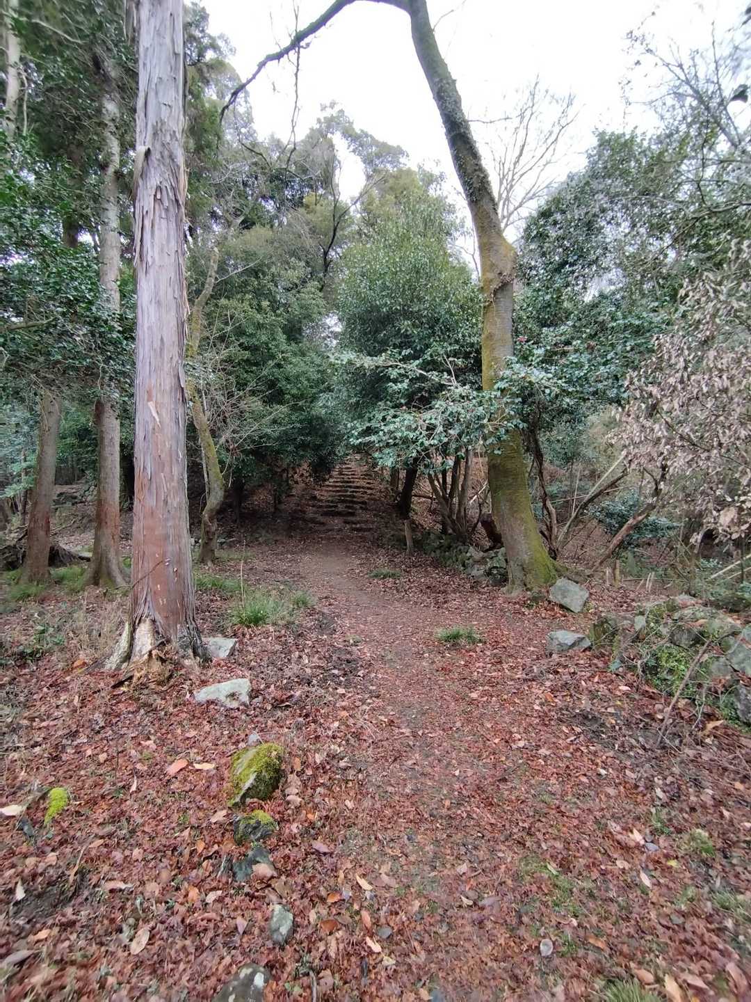 若山 往復コースの写真