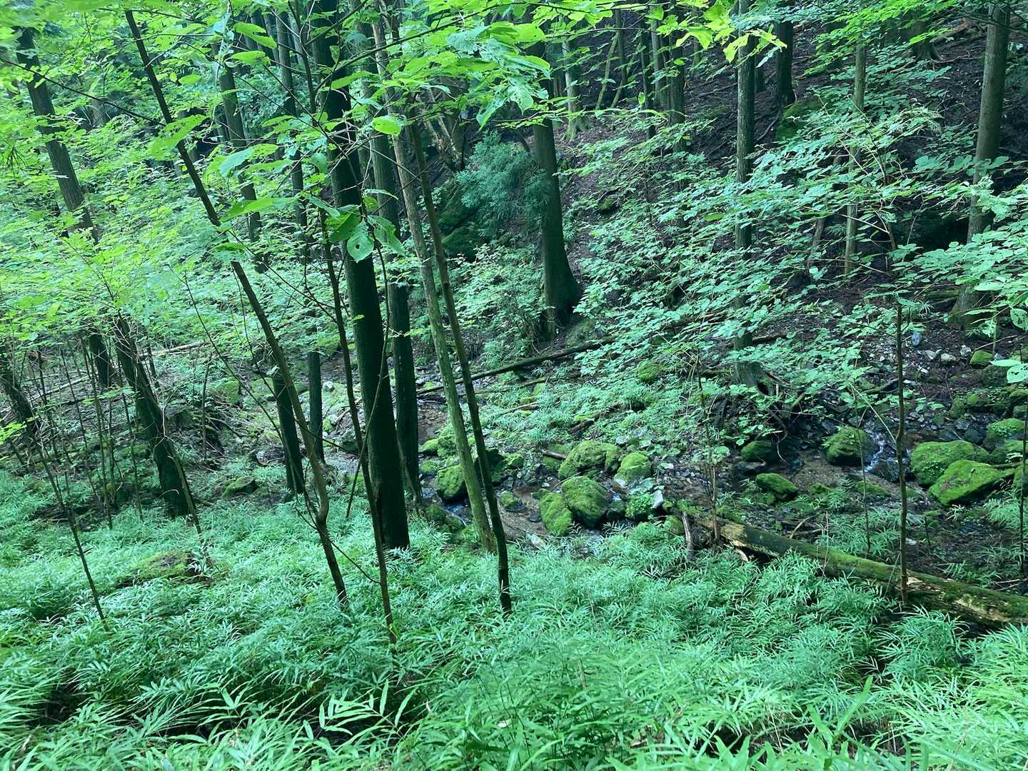 緑がきれい！
