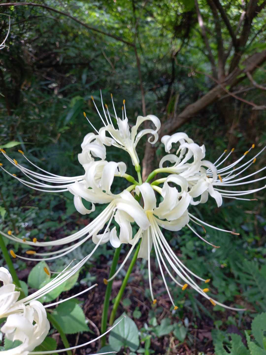 白い彼岸花🌼