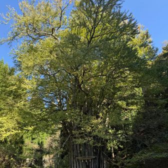 糸井の大かつらです。横には綺麗な川が流れていて桂の木は水を呼ぶという通りです。