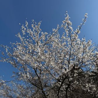 駐車場の桜も日曜日には満開となりそうですね🌸