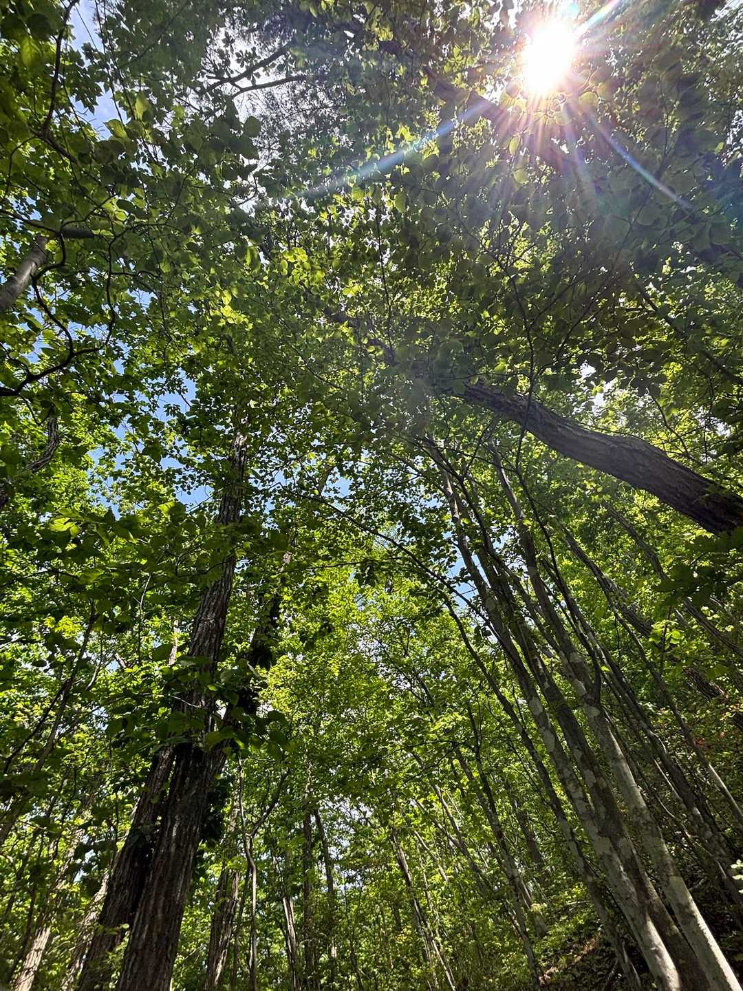 口太山 往復コースの写真