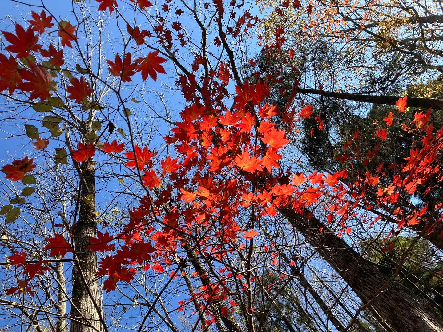 空の青と紅葉の赤のコントラスト🍁