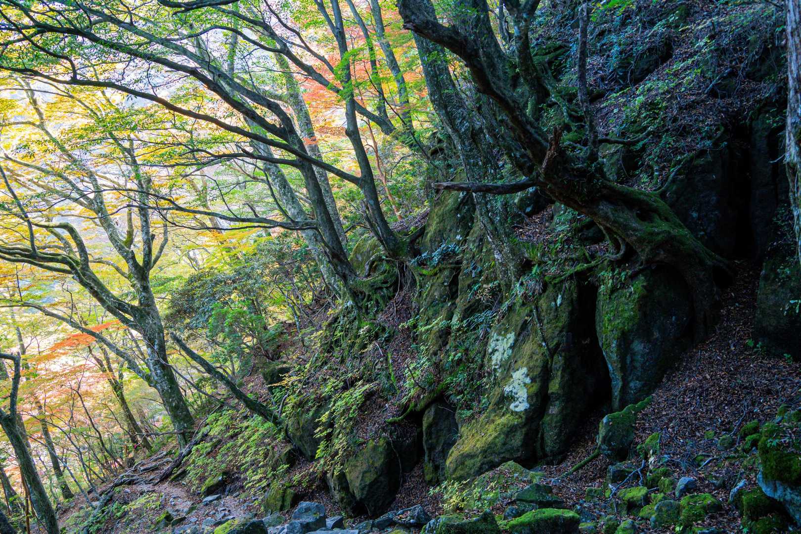 天城縦走登山口-万二郎岳-馬の背-石楠立-万三郎岳-片瀬峠 周回コースの写真