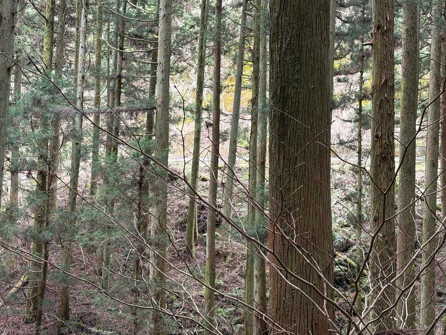 右上に車道のガードレールが見えてきたので　もうすぐ分岐です
後は　ちょい🏃‍♀️
無事下山　ありがとうございました😊