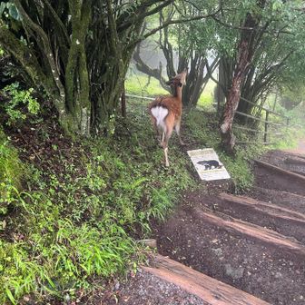 二ホンジカのメス。