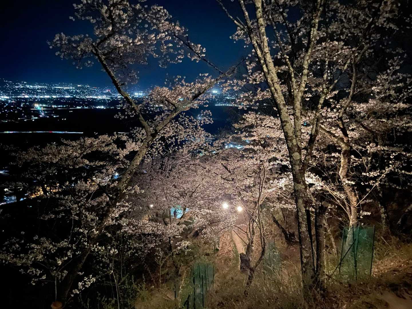 桜の回廊を下山