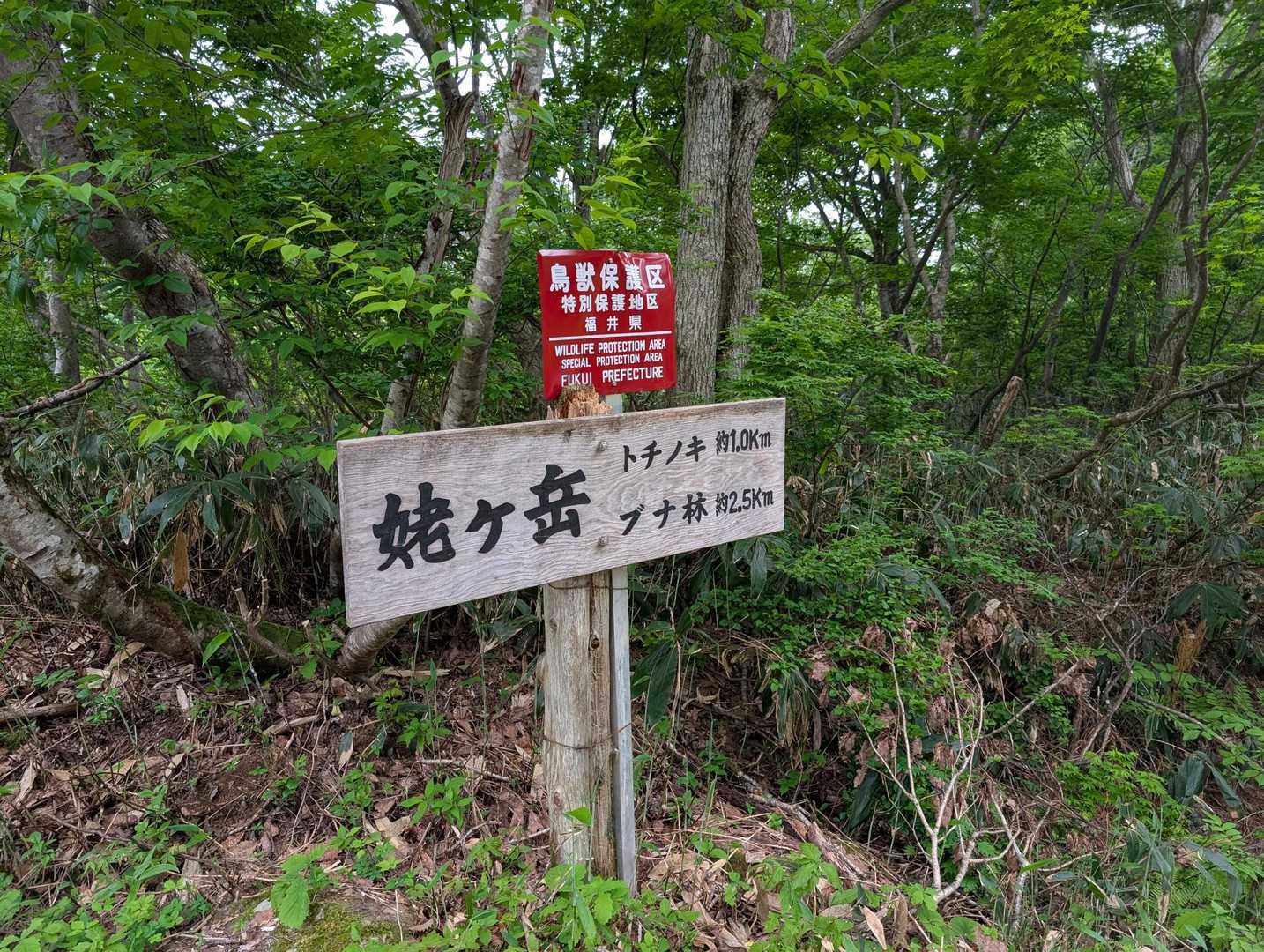 ブナ林まで、2.5キロ　進みます。
幸いまだ雨は降っていません。