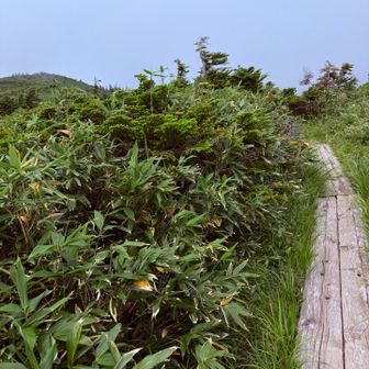 またまた、木道。