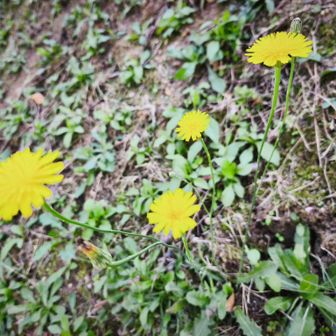 判別苦手な黄色の花😅
グーグル先生は『ブタナ』と言ってますが…アキノノゲシとかコウゾリナとかもありますよね〜
『ブタナ』は名前が損してる！どうして、そうなった？🧐