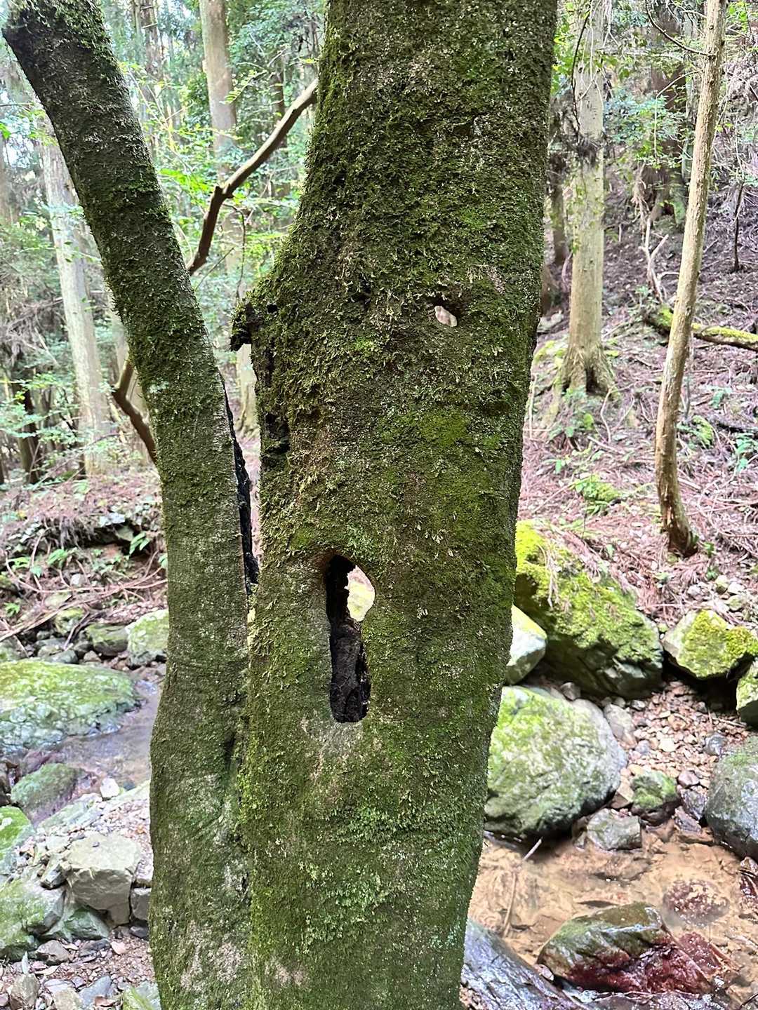 何処に繋がるか不安な気持ちを表すような不気味な木
この後、山肌の細い道を歩いたので、写真全然撮れませんでした。😅