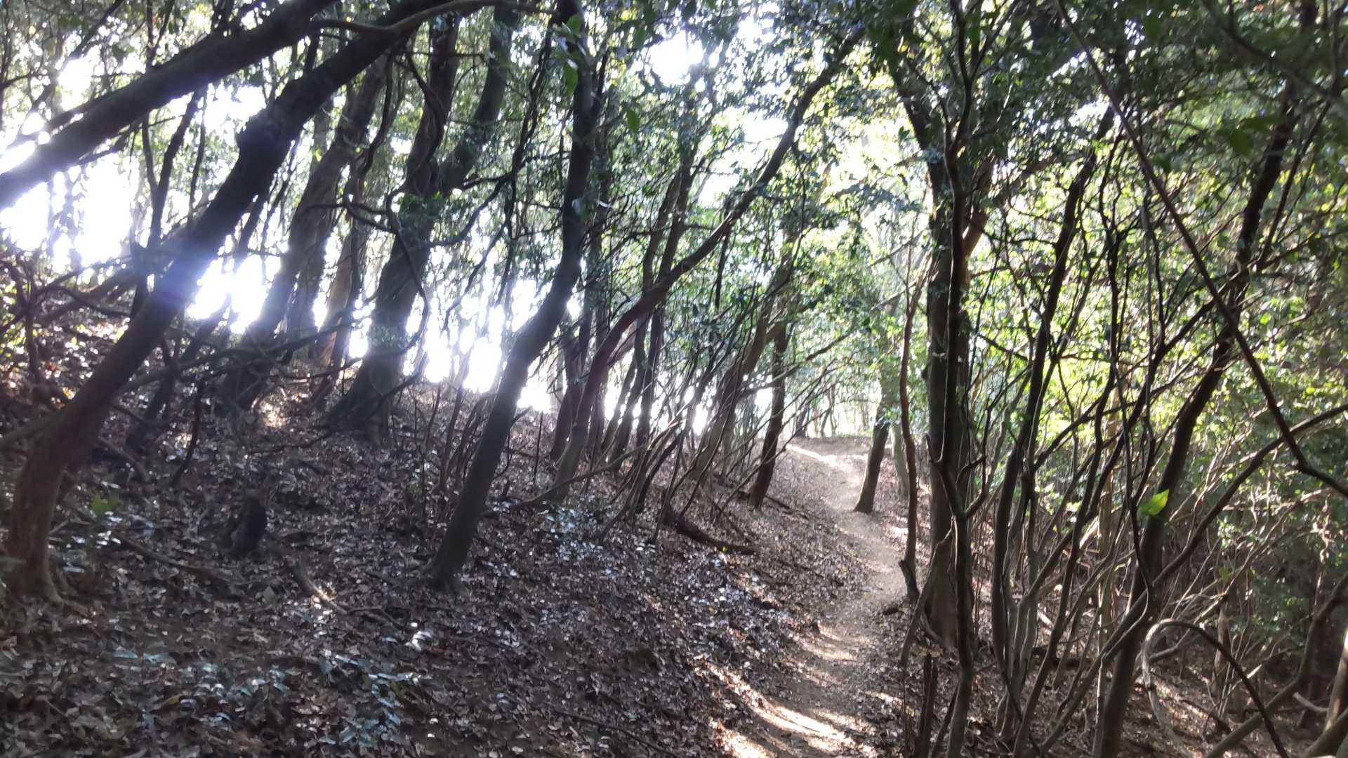 朝日差し込む稜線気持ちいい😊