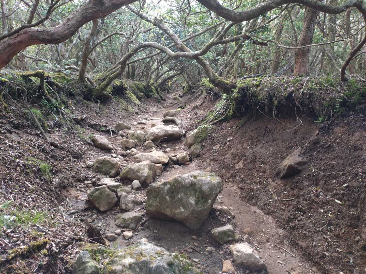 馬酔木のトンネル