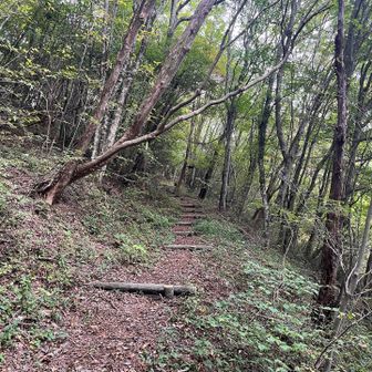 登山道はこんな感じ