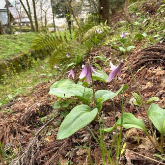 先週のカタクリさん
早くも終わりの予兆
ミノコバイモも萎れかけでした。