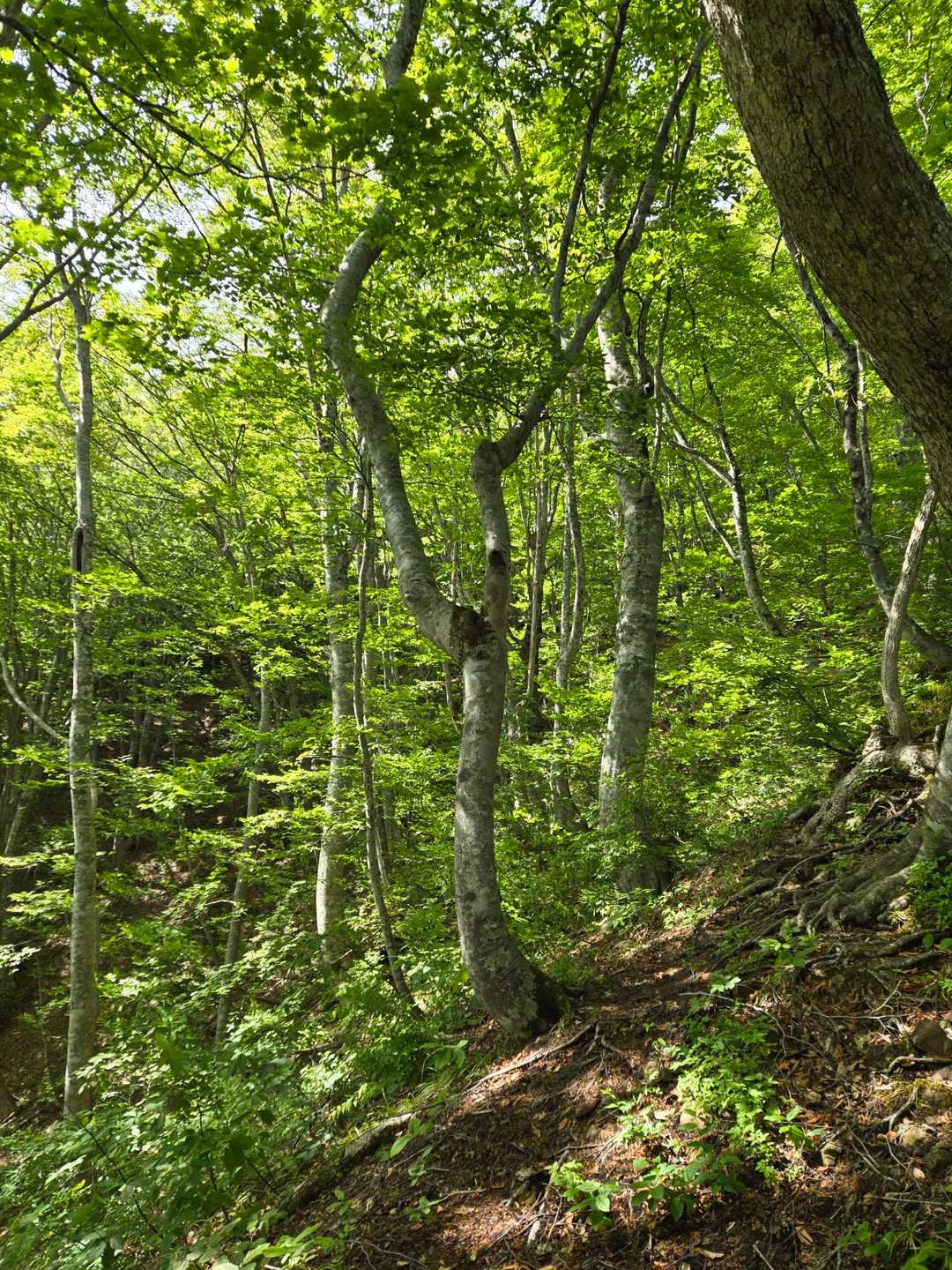 本当に新緑が綺麗🌿