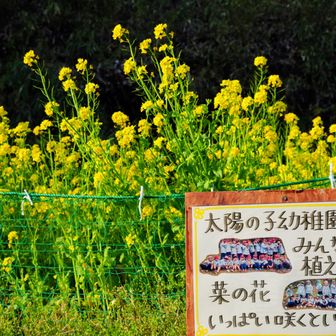 今まで見た中で一番きれいに感じた菜の花。もう年ですね😅