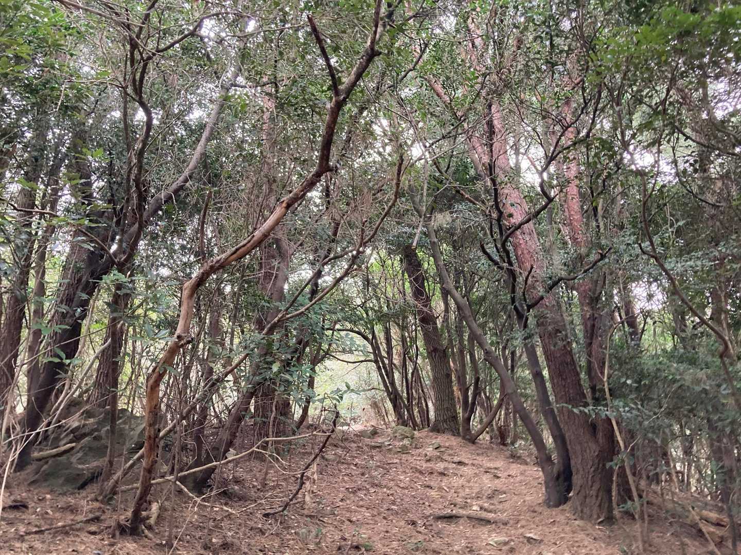 龍王山-龍王神社 往復コースの写真
