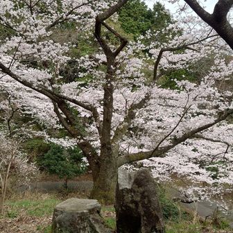 ここの桜が好きだ❤️