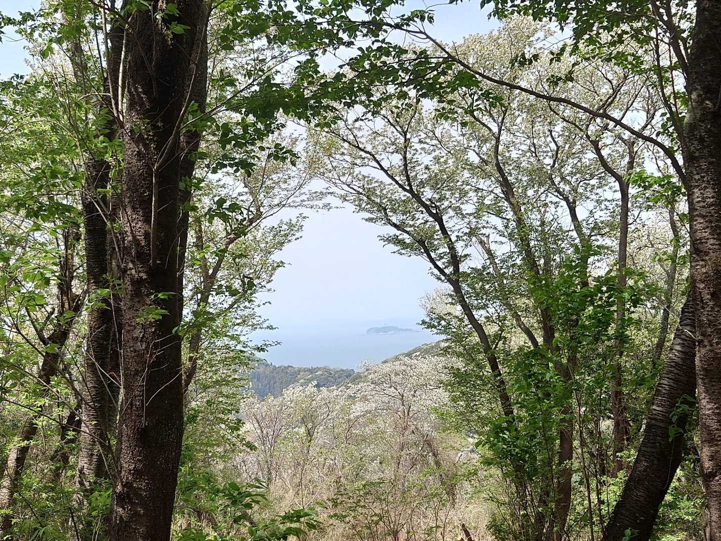 阿部倉山の桜テラス