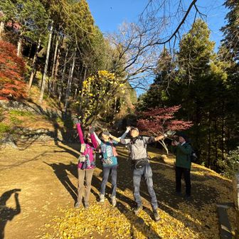 美しい😍　

銀杏吹雪だぁ〜✨✨✨