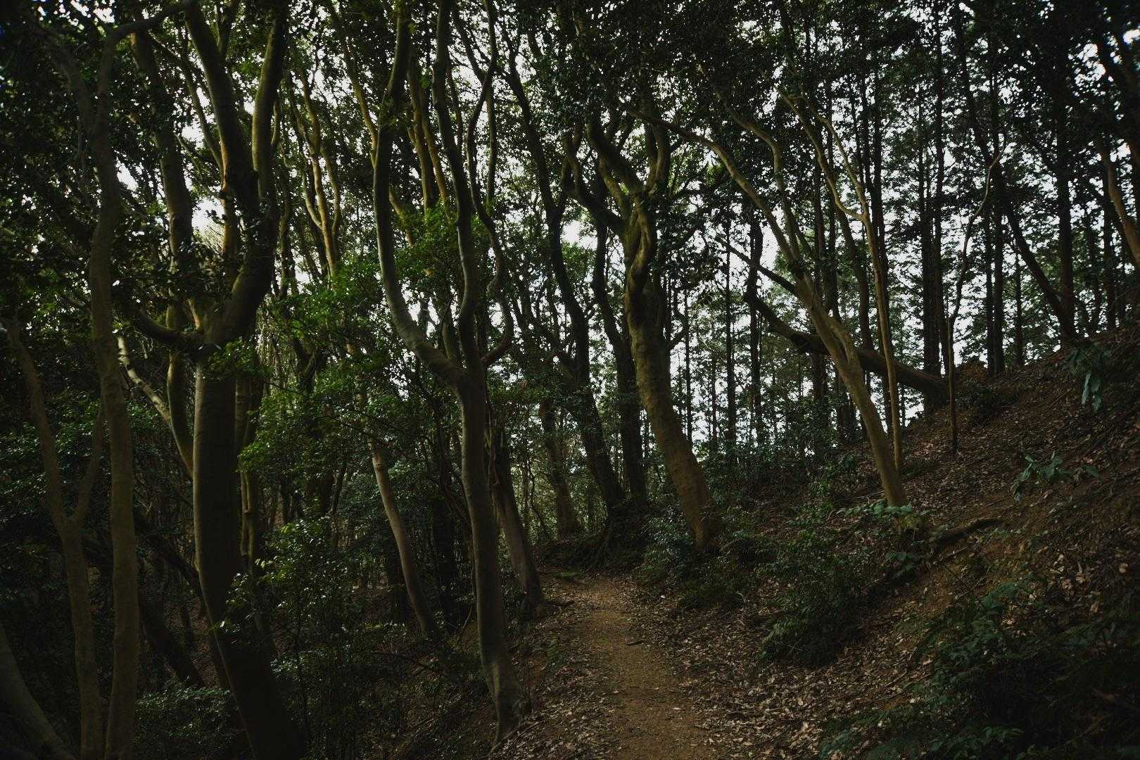 足立山-冨野山-大台ヶ原-戸ノ上山 縦走コースの写真