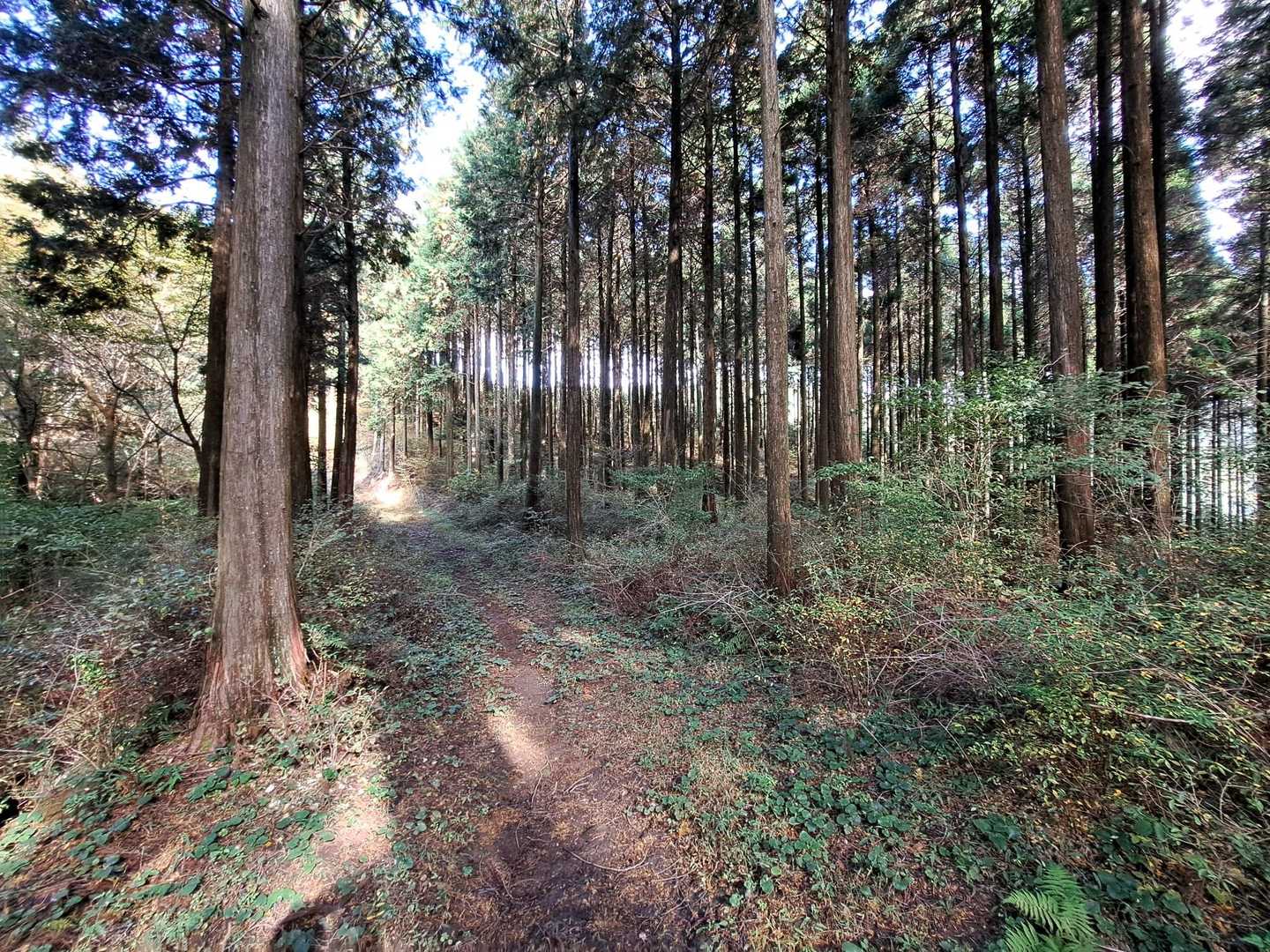 やはり山は気持ちが良ぃ🎵